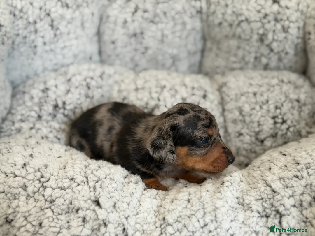 Miniature Dachshund dogs for sale: KC short haired and long haired puppies  - Advert 38