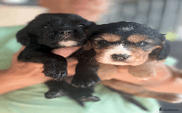 Cockalier dogs for sale: 2 BEAUTIFUL FEMALE COCKALIER PUPPIES - Image 1
