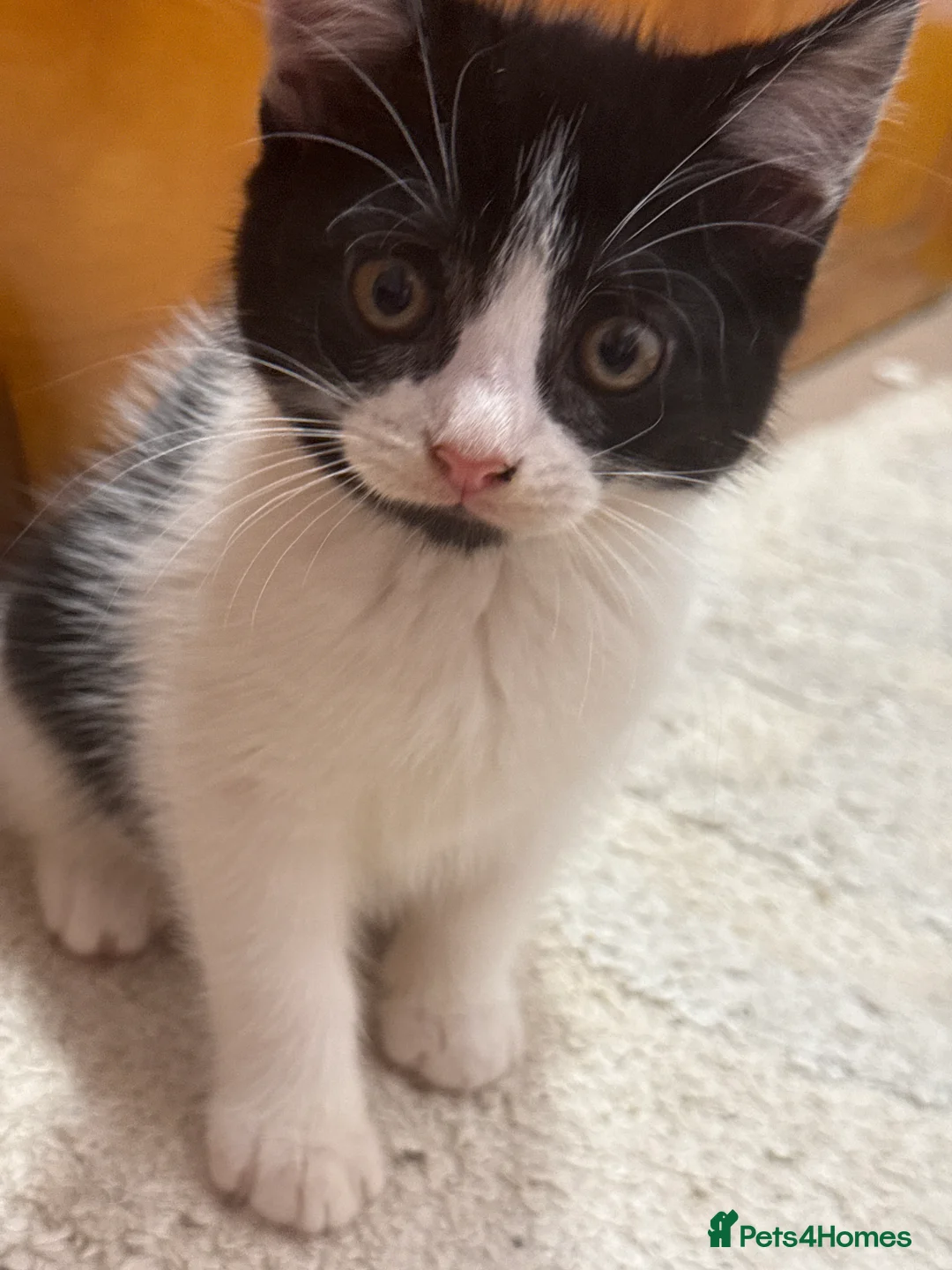 British Shorthair cats for sale: Kittens and mother  - Advert 2