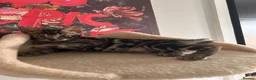 Bengal cats for sale: Beautiful Bengal Kittens - Advert 7