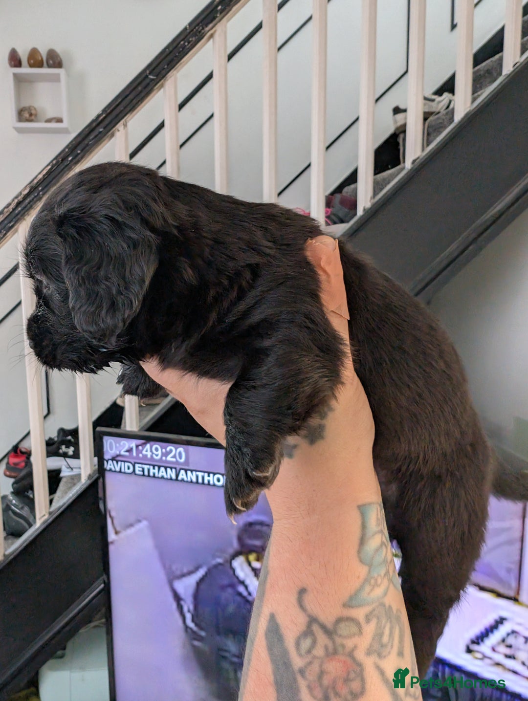 Dachshund dogs for sale: Dachshund x puppies male 2x long haired  - Image 39