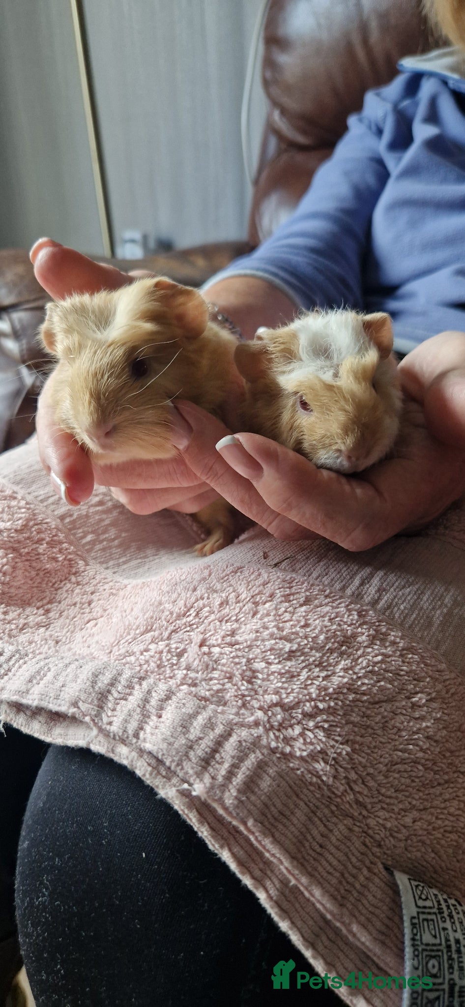 Guinea Pig rodents for sale: Two bond boys ready to go 30thjune 26 - Advert 2