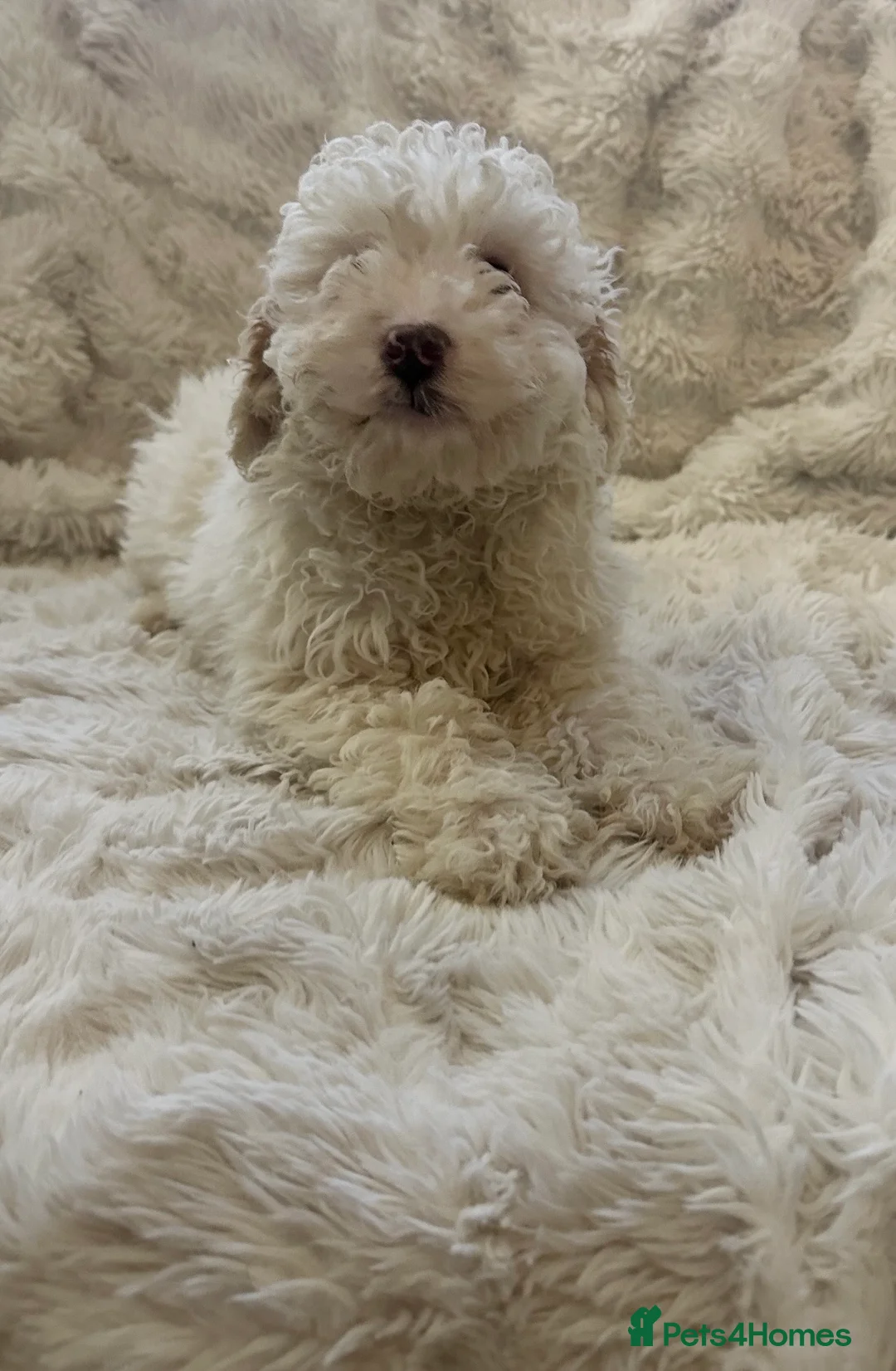 Cockapoo dogs for sale: Stunning cockapoos ready now  - Advert 8