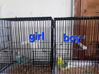 Budgerigars birds budgies - Advert 14