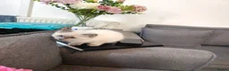 Ragdoll cats for sale: Beautiful Ragdoll Kittens - Advert 12