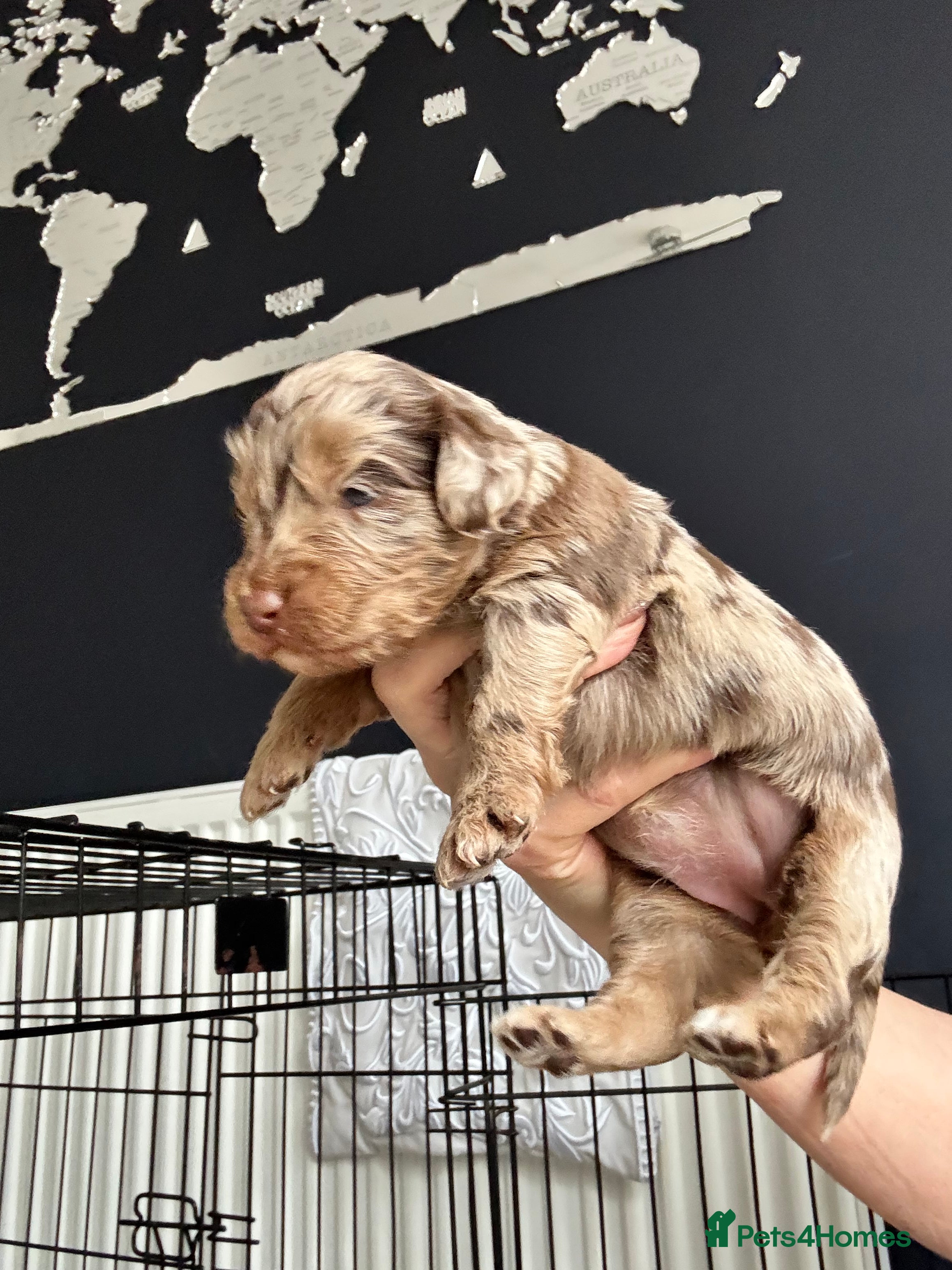 Cockapoo dogs F1B Pups - Advert 17