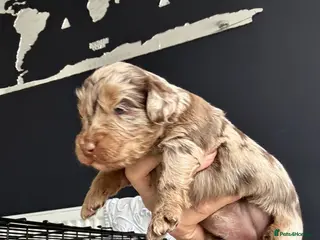 Cockapoo dogs F1B Pups - Advert 17