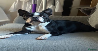 Boston Terrier dogs - Advert 6