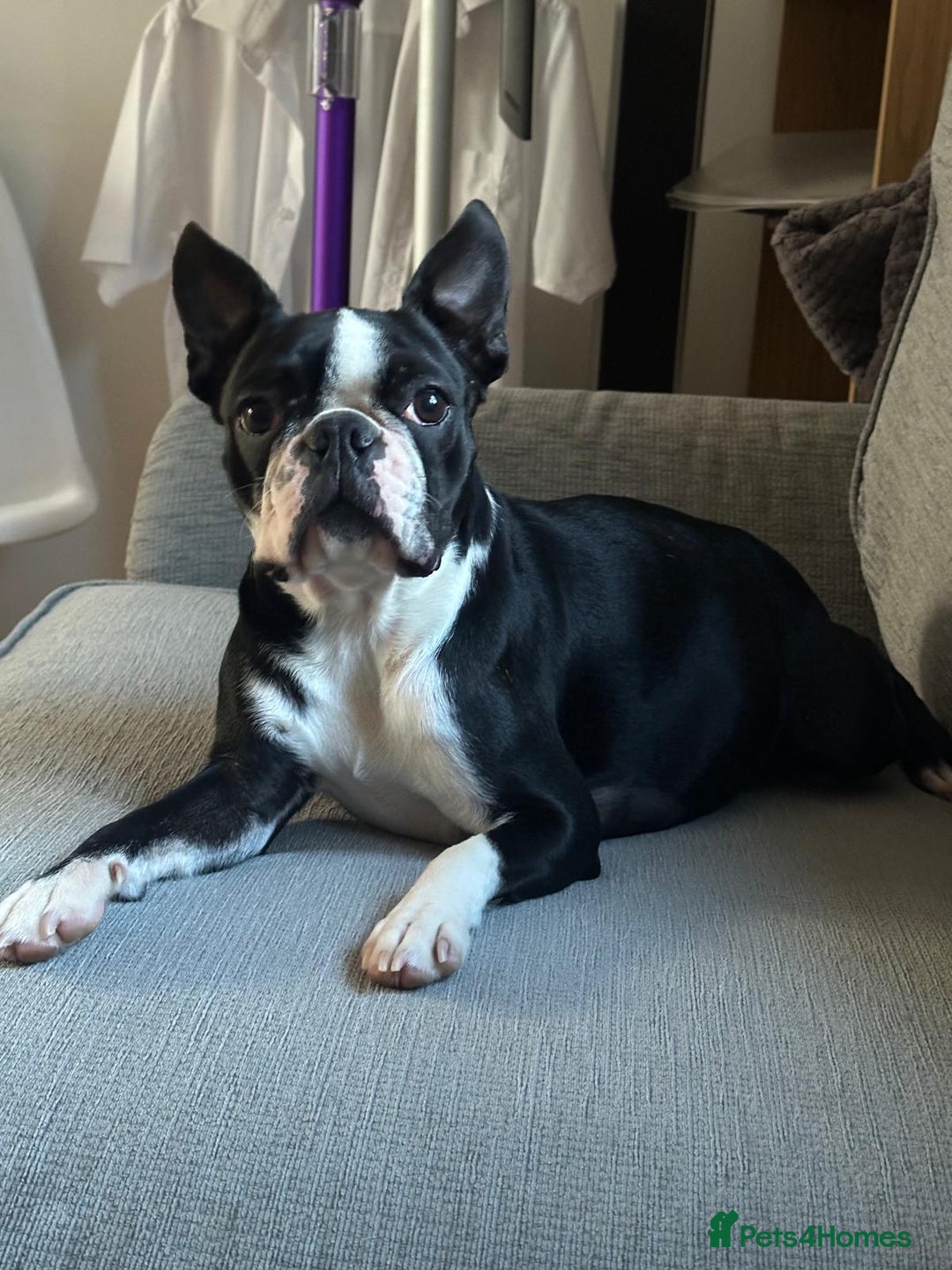 Boston Terrier dogs for sale: Boston Terrier 5* puppies - Image 40