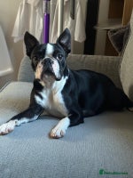 Boston Terrier dogs - Advert 1