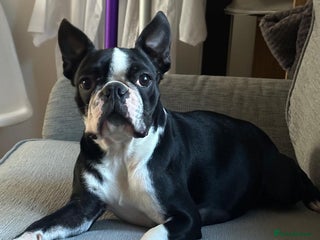 Boston Terrier dogs - Advert 4