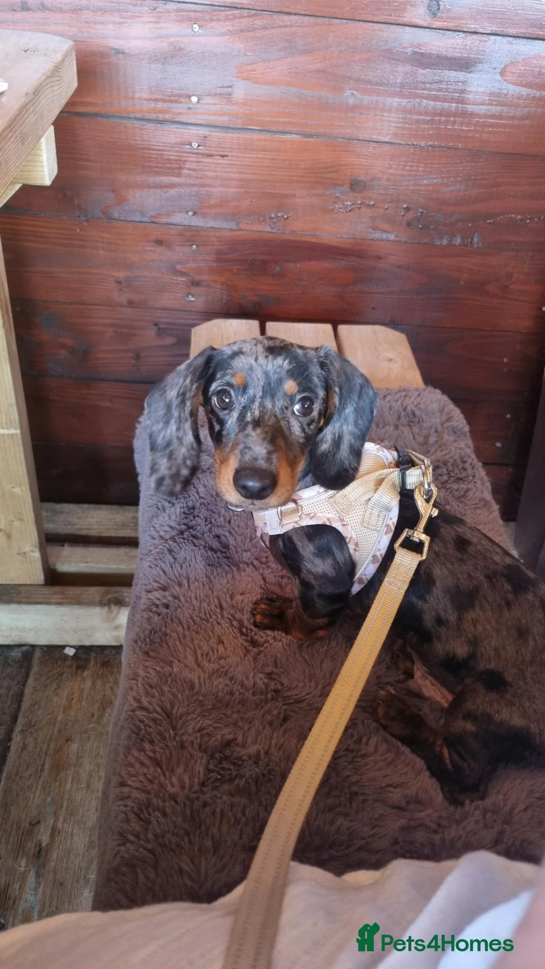 Miniature Dachshund dogs for sale: 7 month miniature dachshund for rehome in Irvine - Advert 2