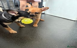 Mixed Breed dogs for sale: FrenchieXPomeranian  - Image 22