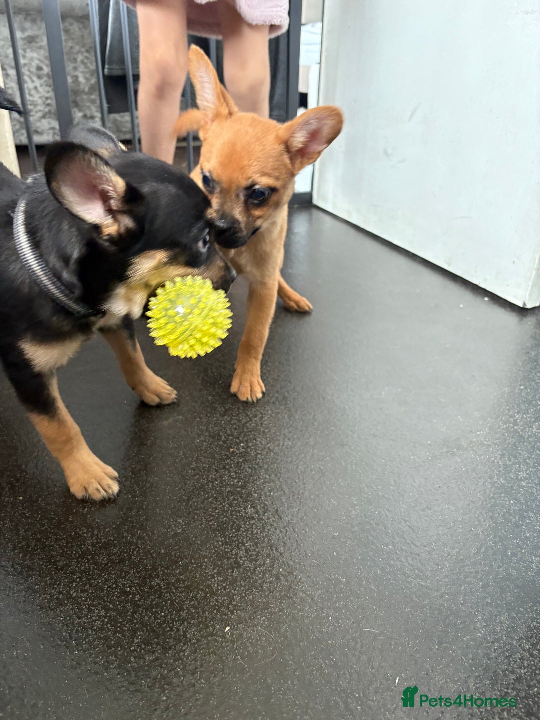 Mixed Breed dogs for sale: FrenchieXPomeranian  - Image 22