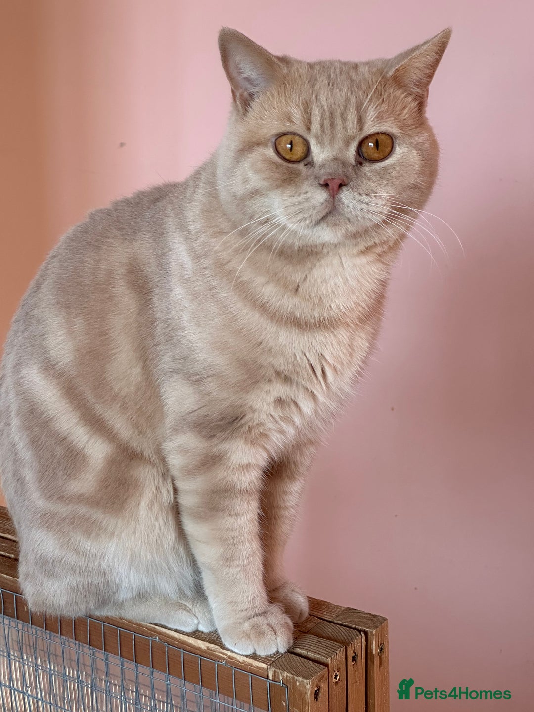 British Shorthair cats for sale: Chocolate Tortie  - Image 4