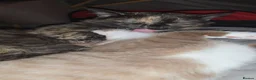 Munchkin cats for sale: Loving munchkin for sale - Advert 10