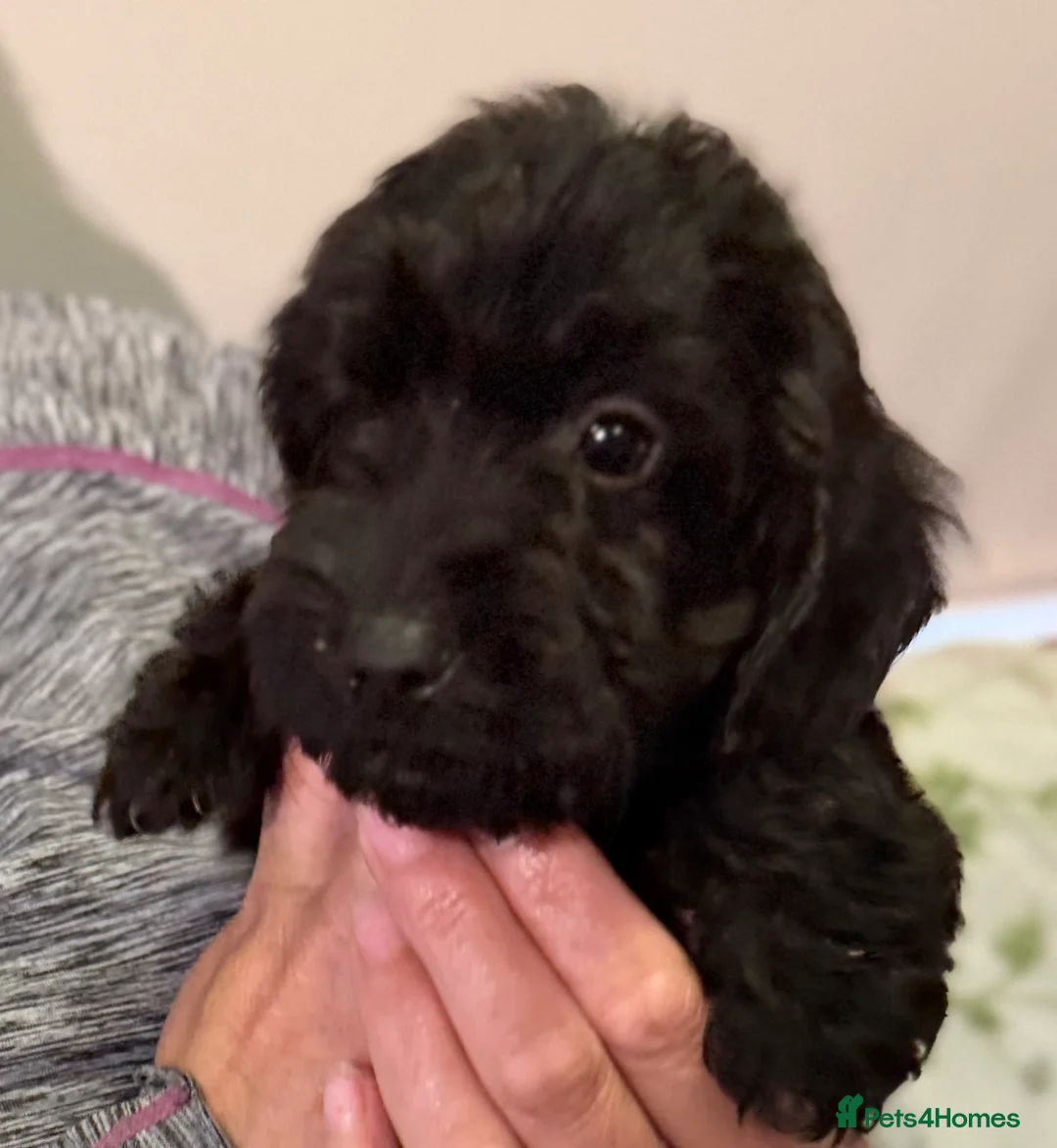 Cockapoo dogs for sale: Beautiful cockapoo puppies for sale - Advert 1
