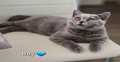 British Shorthair cats - Advert 14