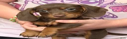 Dachshund dogs for sale: True miniature dachshund boys ready now  - Advert 21