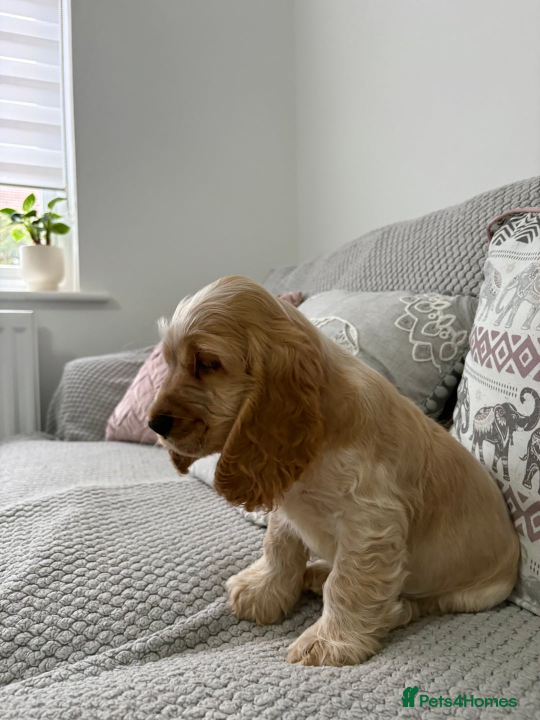 Cocker Spaniel dogs for sale: KC Reg Delightful Show Type Cocker Spaniels - Advert 7