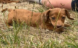 Dachshund dogs for sale: READY NOW STUNNING MINI DAXIS PRA KC REG - Image 9