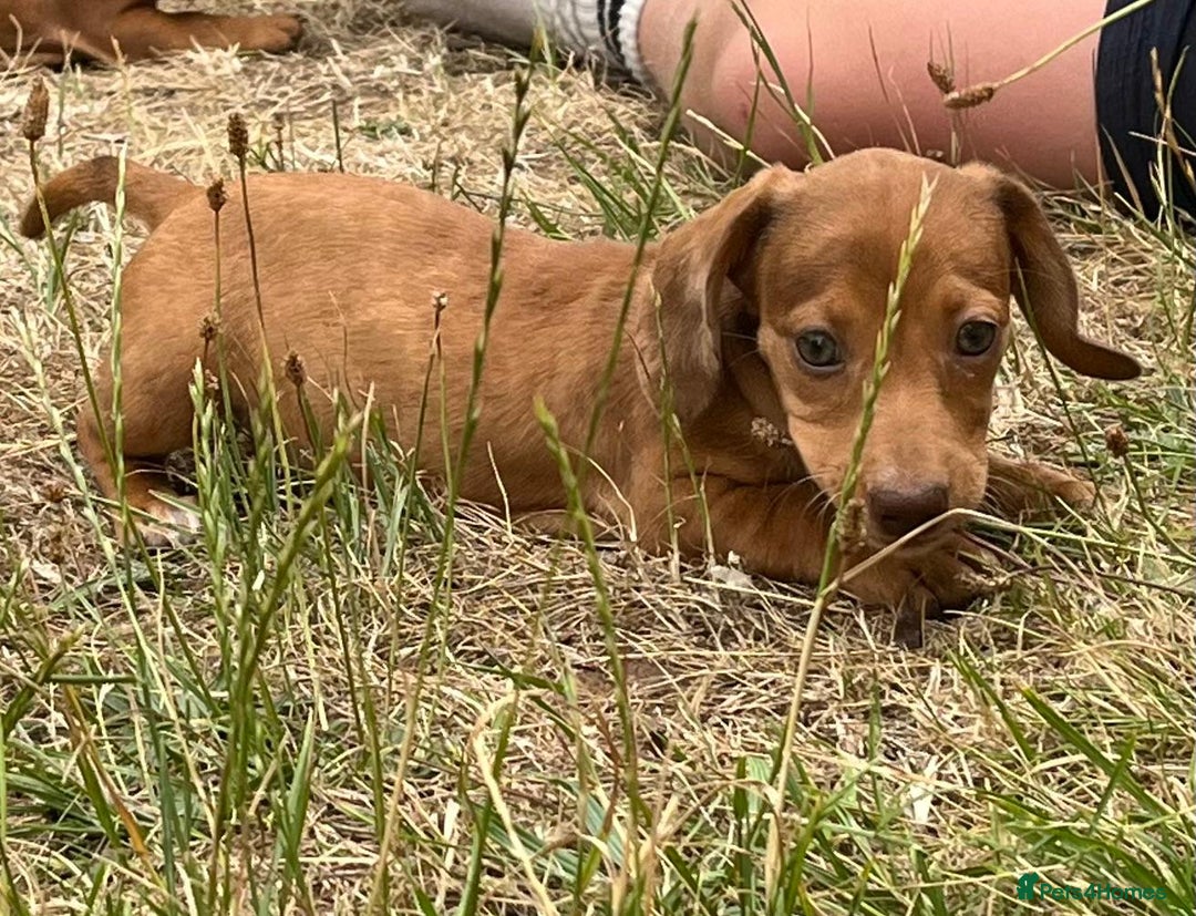 Dachshund dogs for sale: READY NOW STUNNING MINI DAXIS PRA KC REG - Image 9