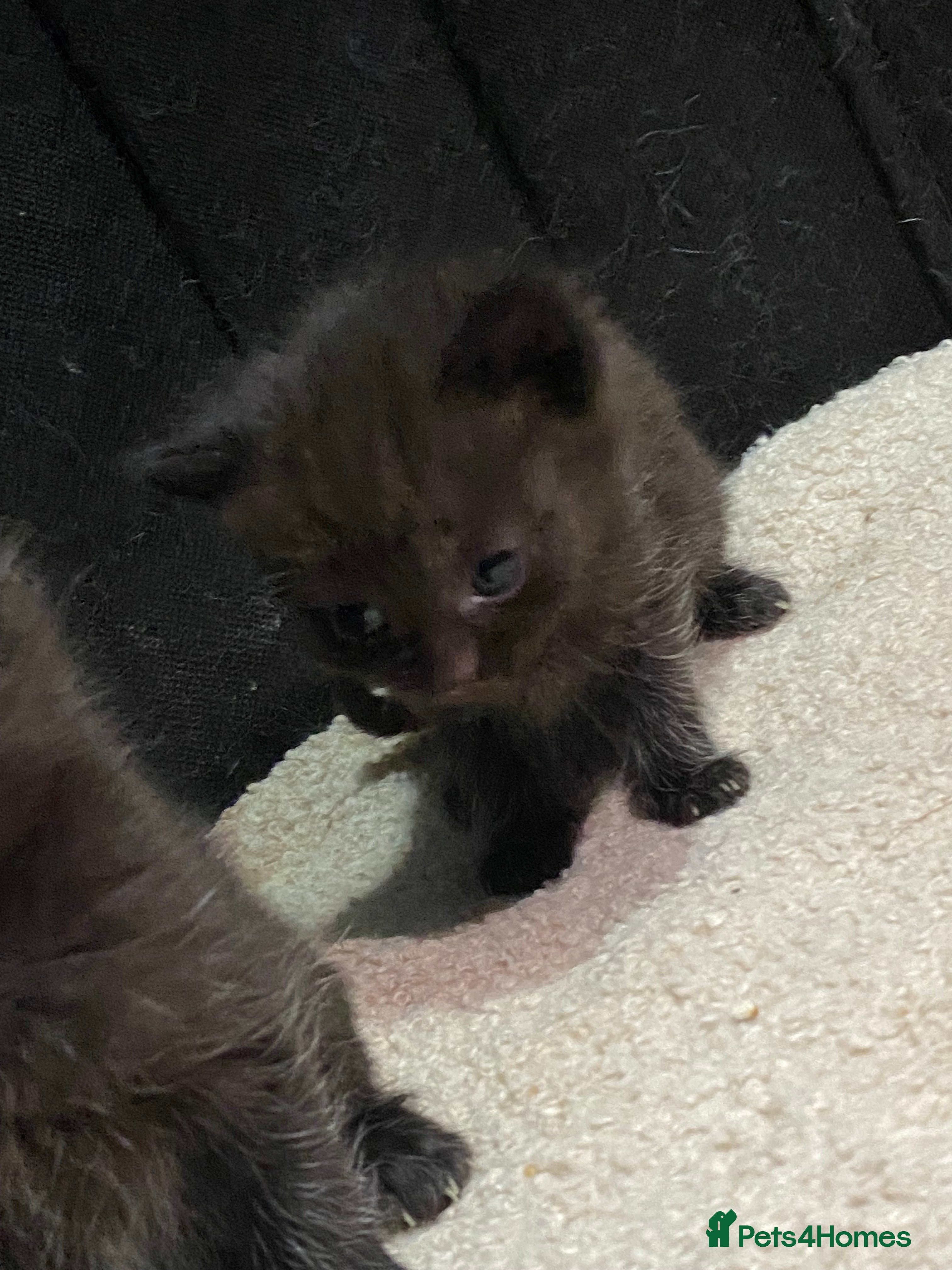 Ragdoll cats Ragdoll mixed breeds - Advert 1