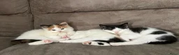 Mixed Breed cats for sale: Adorable Fluffballs looking for loving new homes - Advert 8