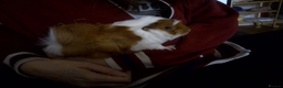 Guinea Pig rodents for sale: Adorable Peruvian/Cross are looking for home - Advert 10