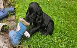 Cocker Spaniel dogs for sale: Beautiful Cocker Spaniel Puppies - Image 11