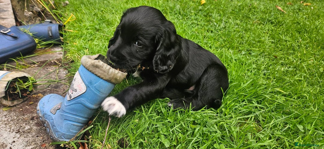 Cocker Spaniel dogs for sale: Beautiful Cocker Spaniel Puppies - Image 11