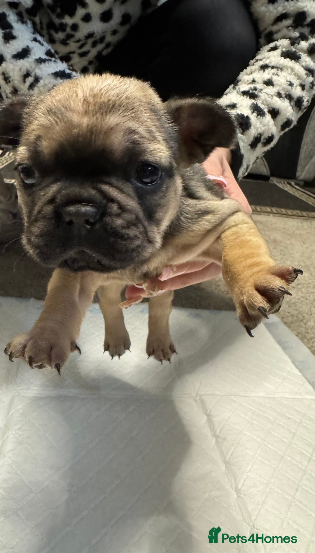 French Bulldog dogs for sale: French bulldog puppies  - Advert 3