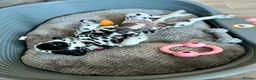 Dalmatian dogs for sale: 13 weeks old female Dalmatian puppy  in Gloucester - Advert 4