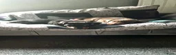 Dachshund dogs for sale: Miniature dachshund puppies for sale - Advert 9