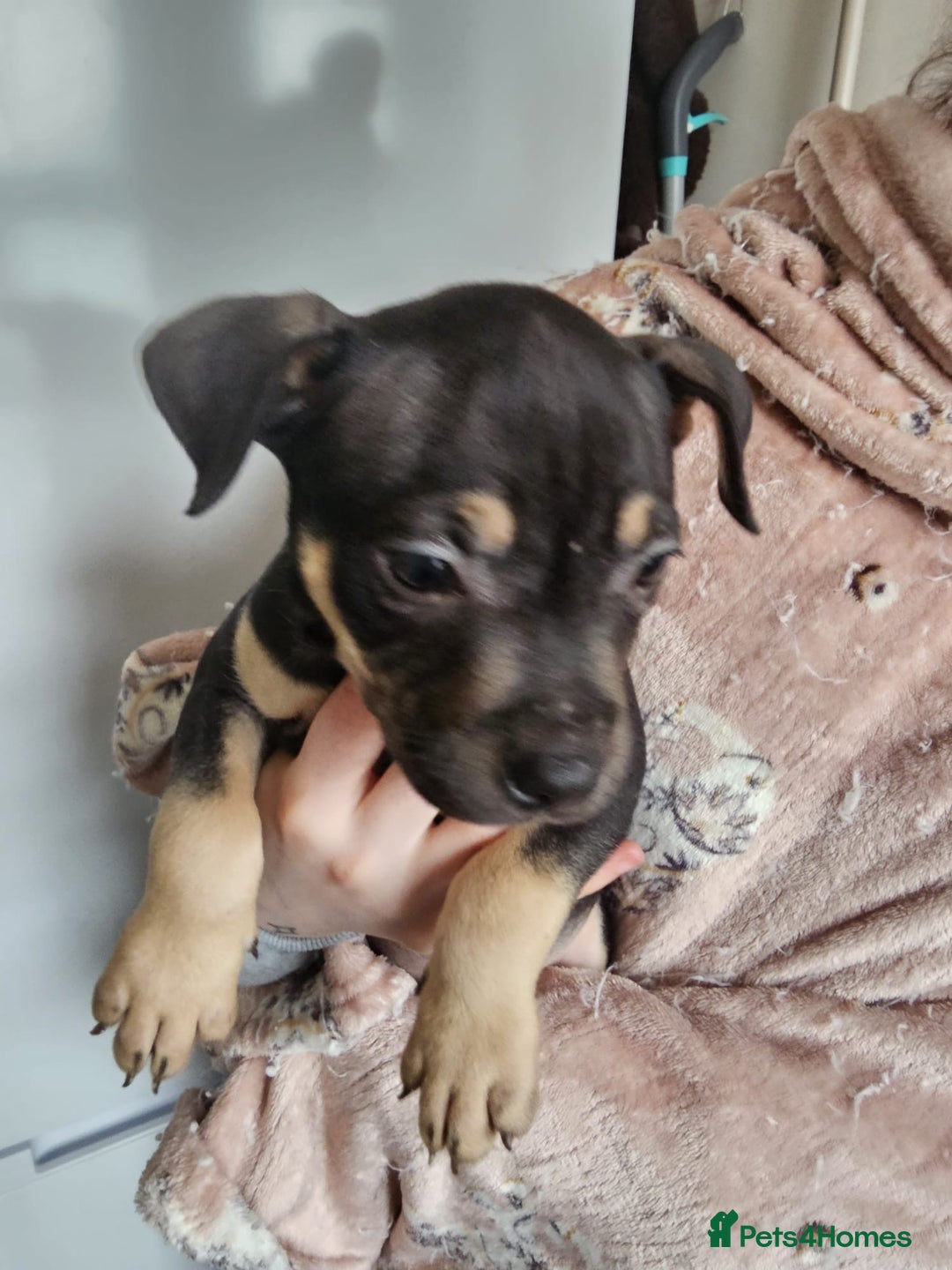 Mixed Breed dogs for sale: Bullmastiff cross pocket bully - Advert 16