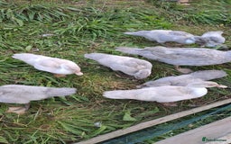 Ducks poultry for sale: Muscovy ducklings, unsexed - Image 2
