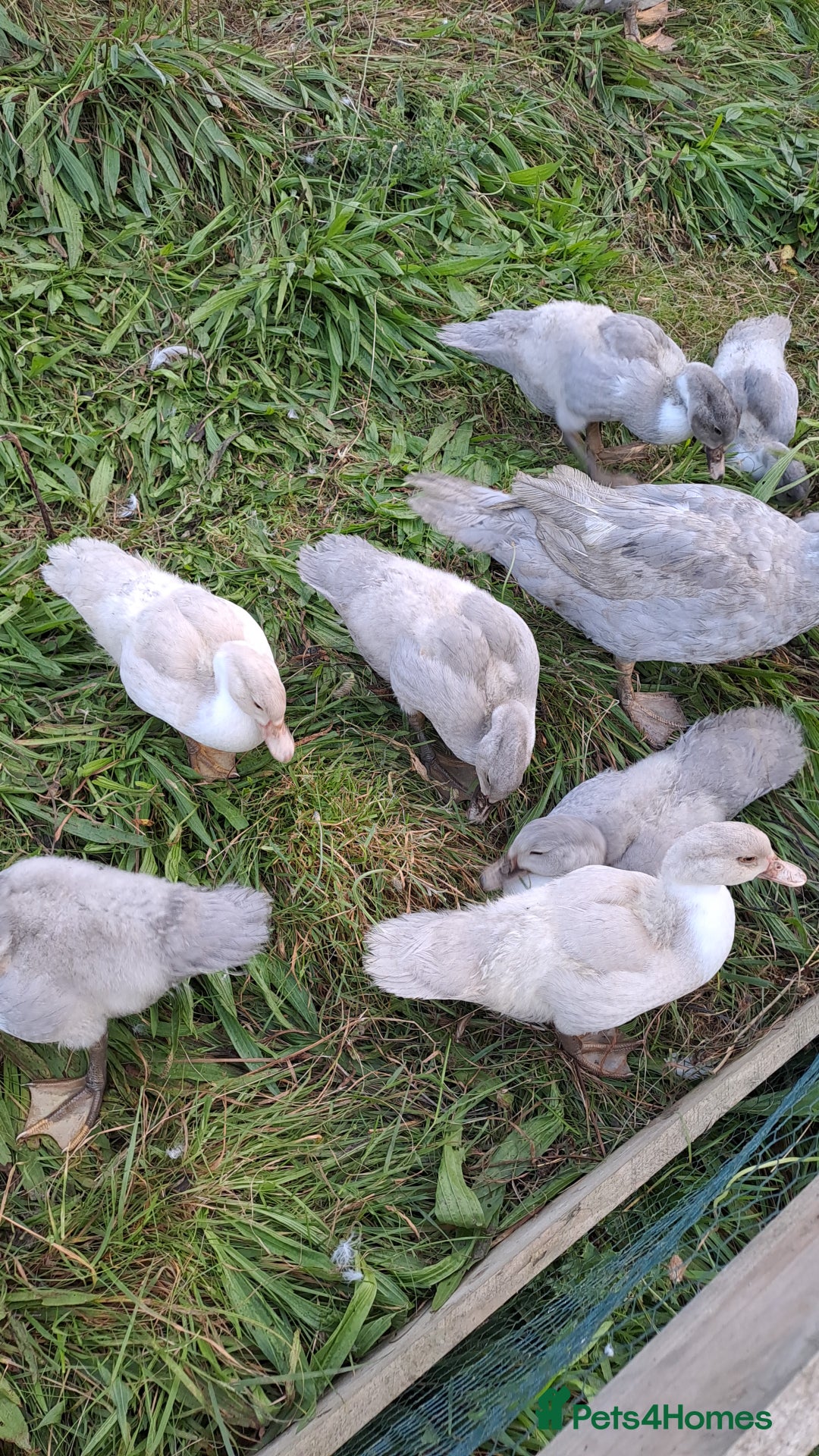 Ducks poultry for sale: Muscovy ducklings, unsexed - Image 2