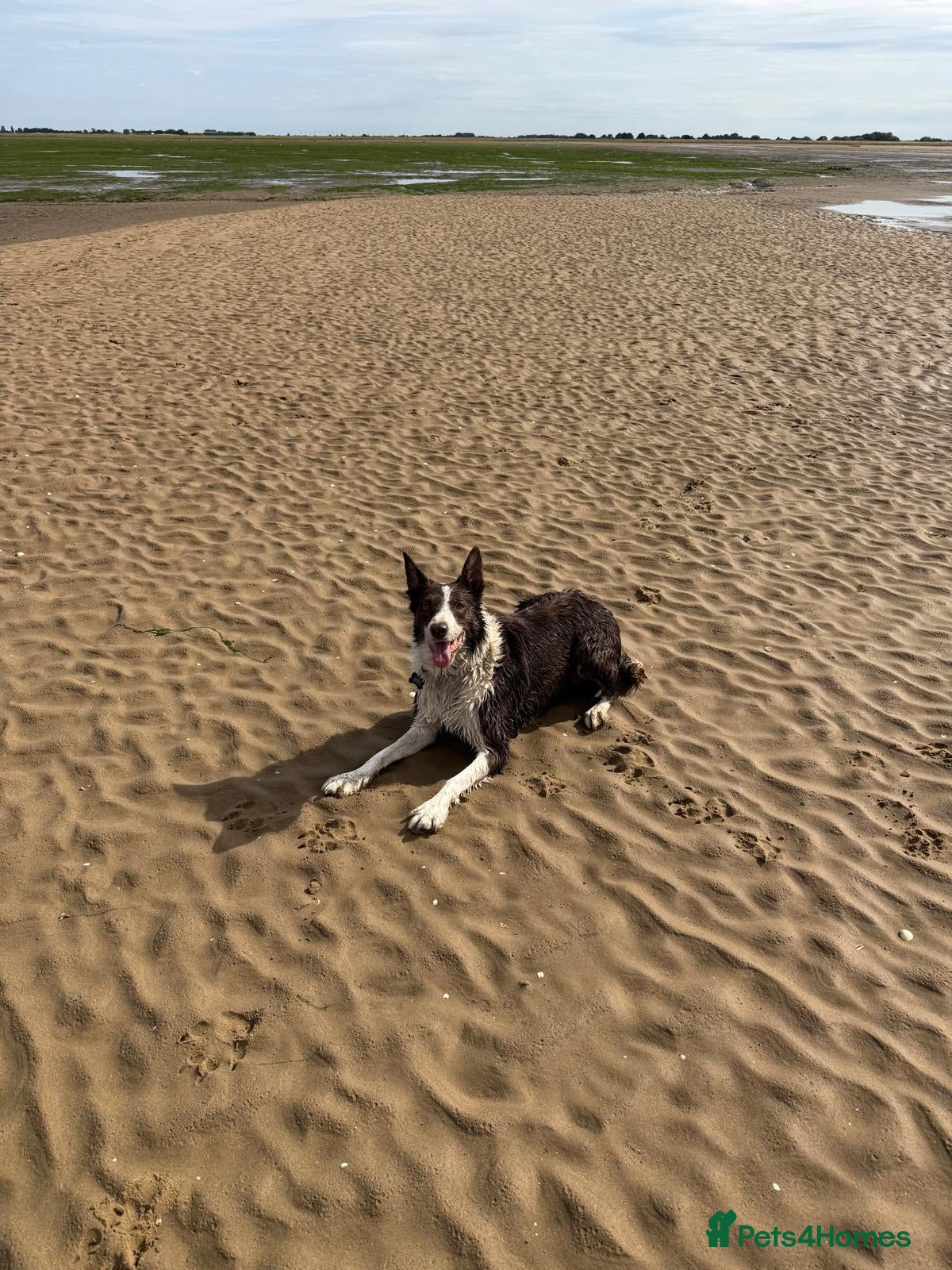 Border Collie dogs Stunning red and white girl - Advert 1