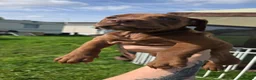 Mixed Breed dogs for sale: Alapaha x  - Advert 3