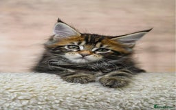 Maine Coon cats for sale: 🥇 5 Generation Pedigree - TICA registered  🌟 - Advert 8