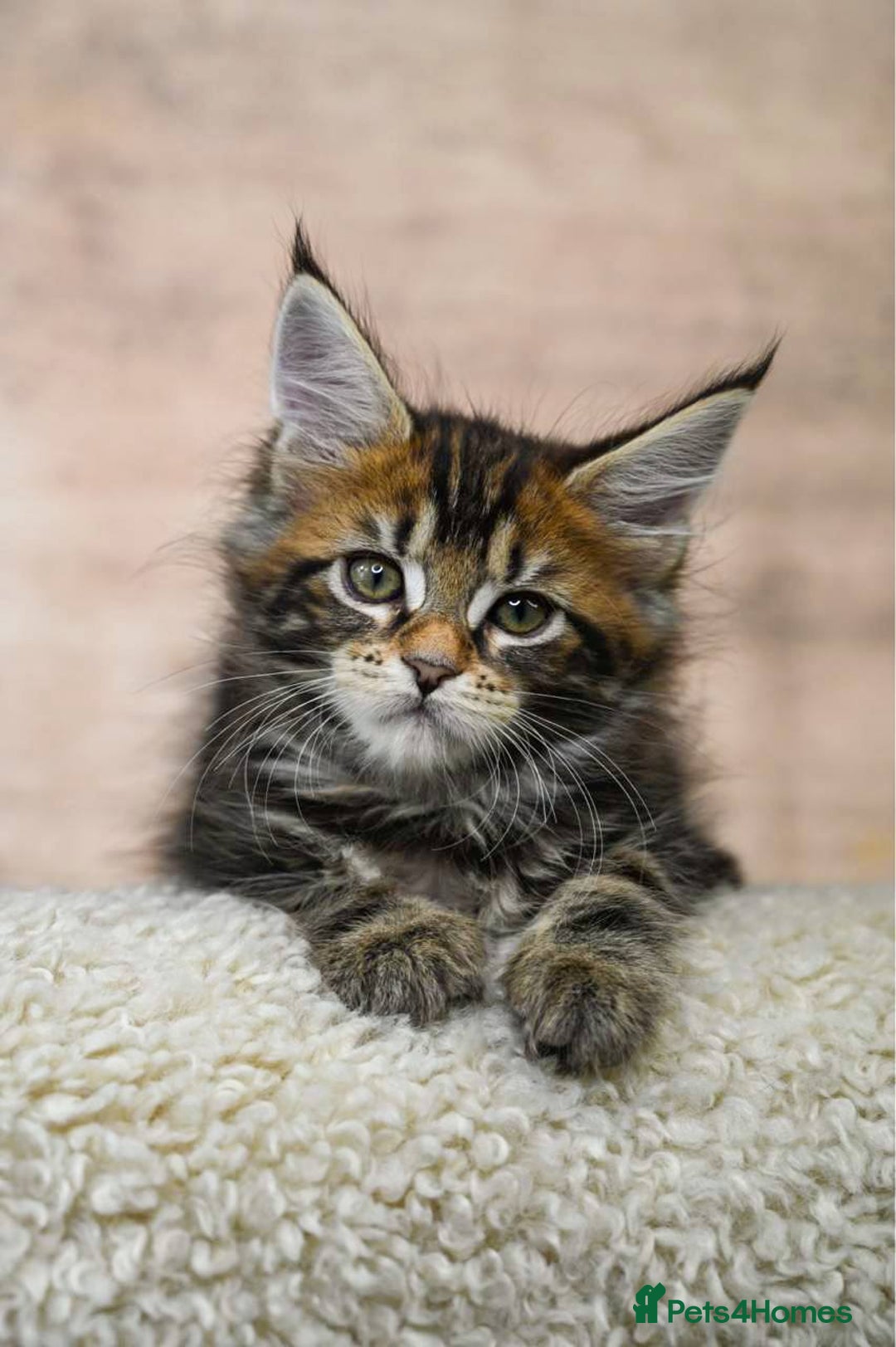 Maine Coon cats for sale: 🥇 5 Generation Pedigree - TICA registered  🌟 - Advert 8
