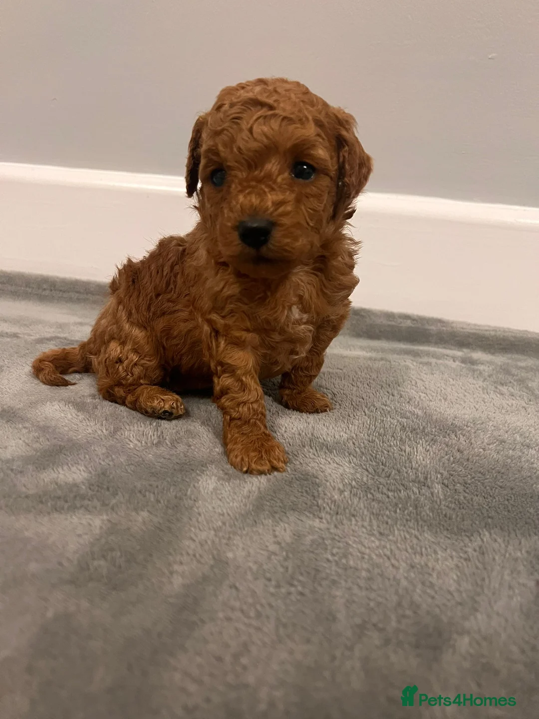 Mixed Breed dogs for sale: 🐩Asian Line Poodles-Fox Red, Apricot 🐩  - Advert 10