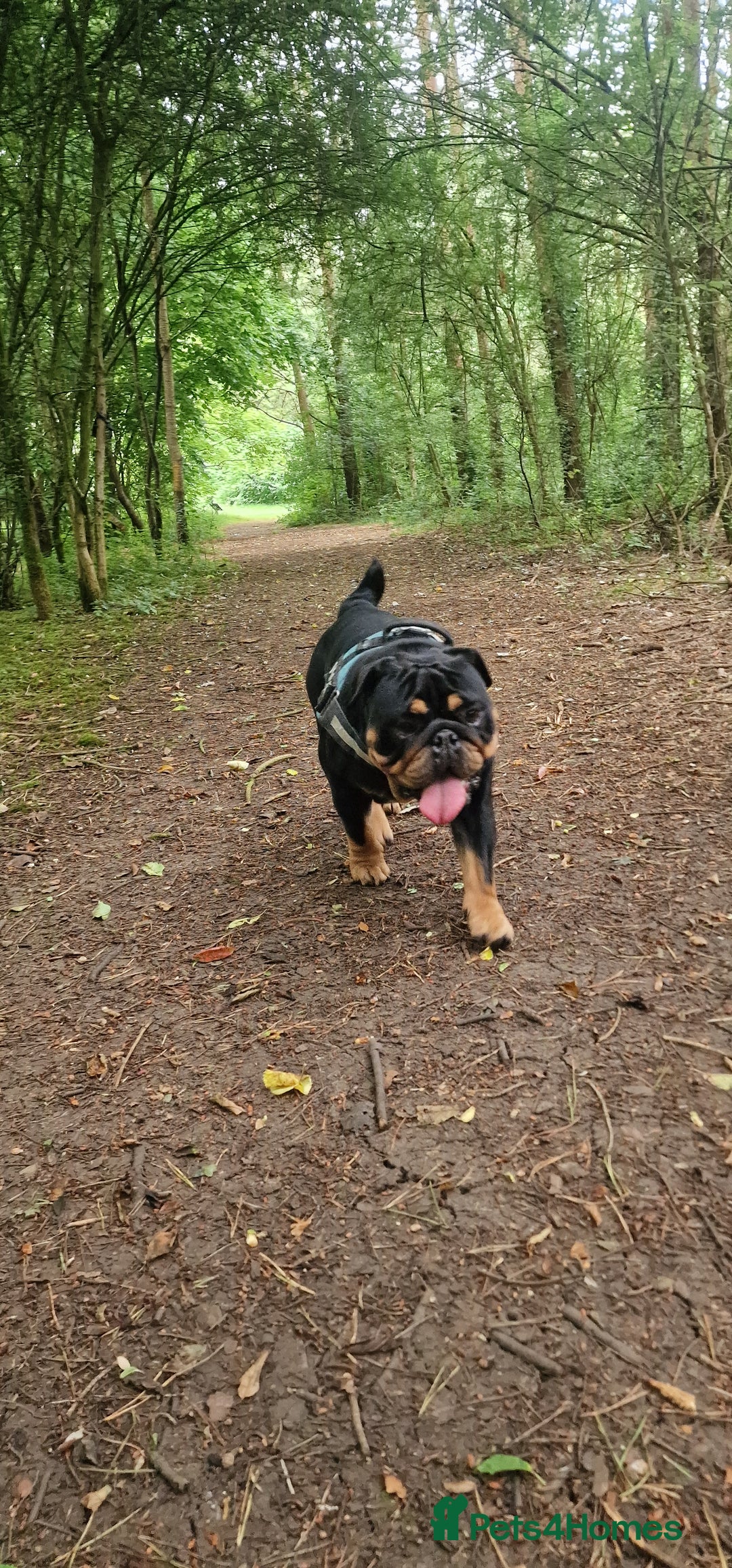 English Bulldog dogs for stud: English bulldog black and tan for stud - Image 4