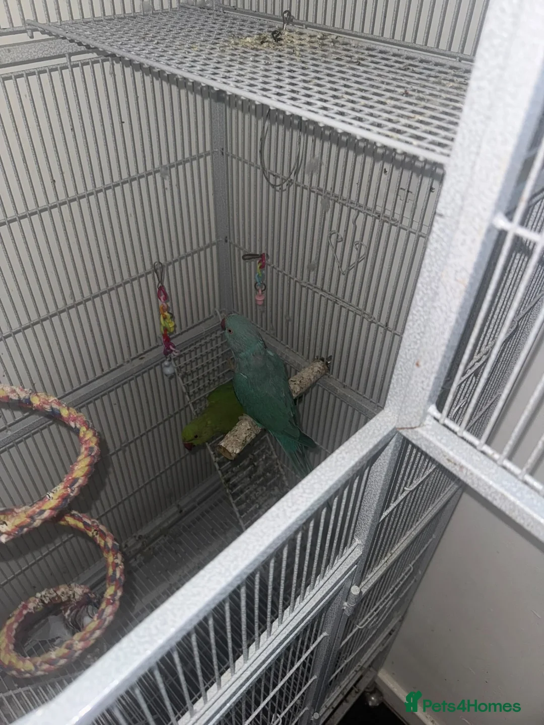 Ringnecks birds for sale: Male and female ring neck  in Blackburn - Advert 3