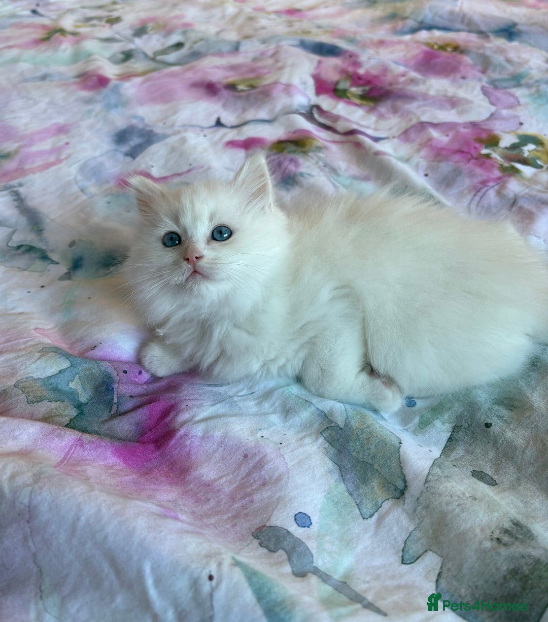 Ragdoll cats for sale: Kittens from Extensively Health Tested Parents - Advert 4