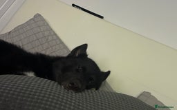 Siberian Husky dogs for sale: This is Loki  - Image 3