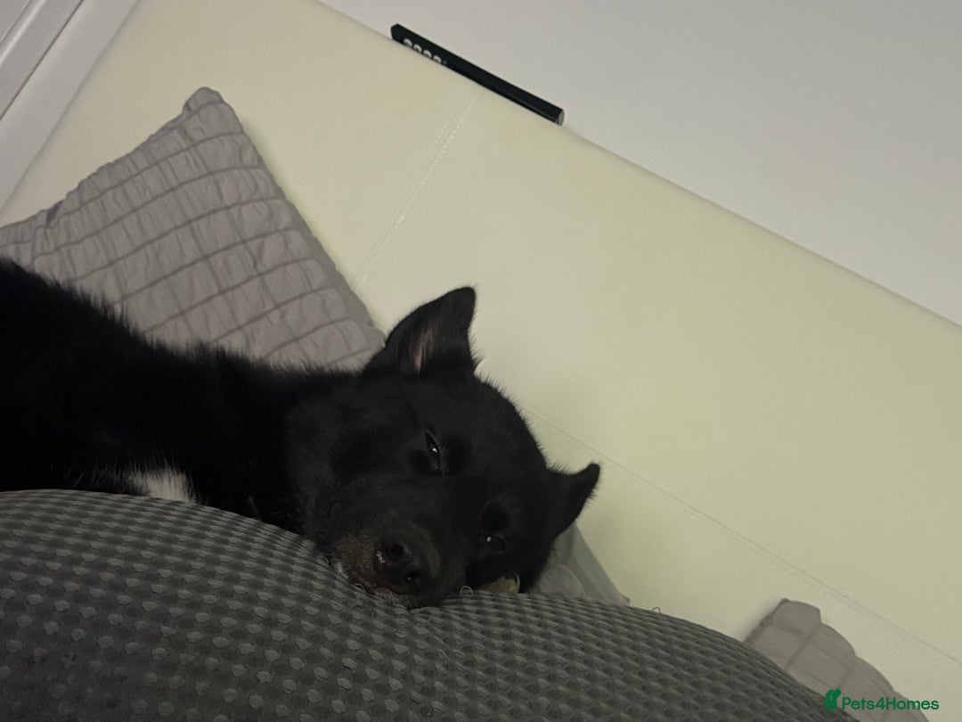 Siberian Husky dogs for sale: This is Loki  - Image 3