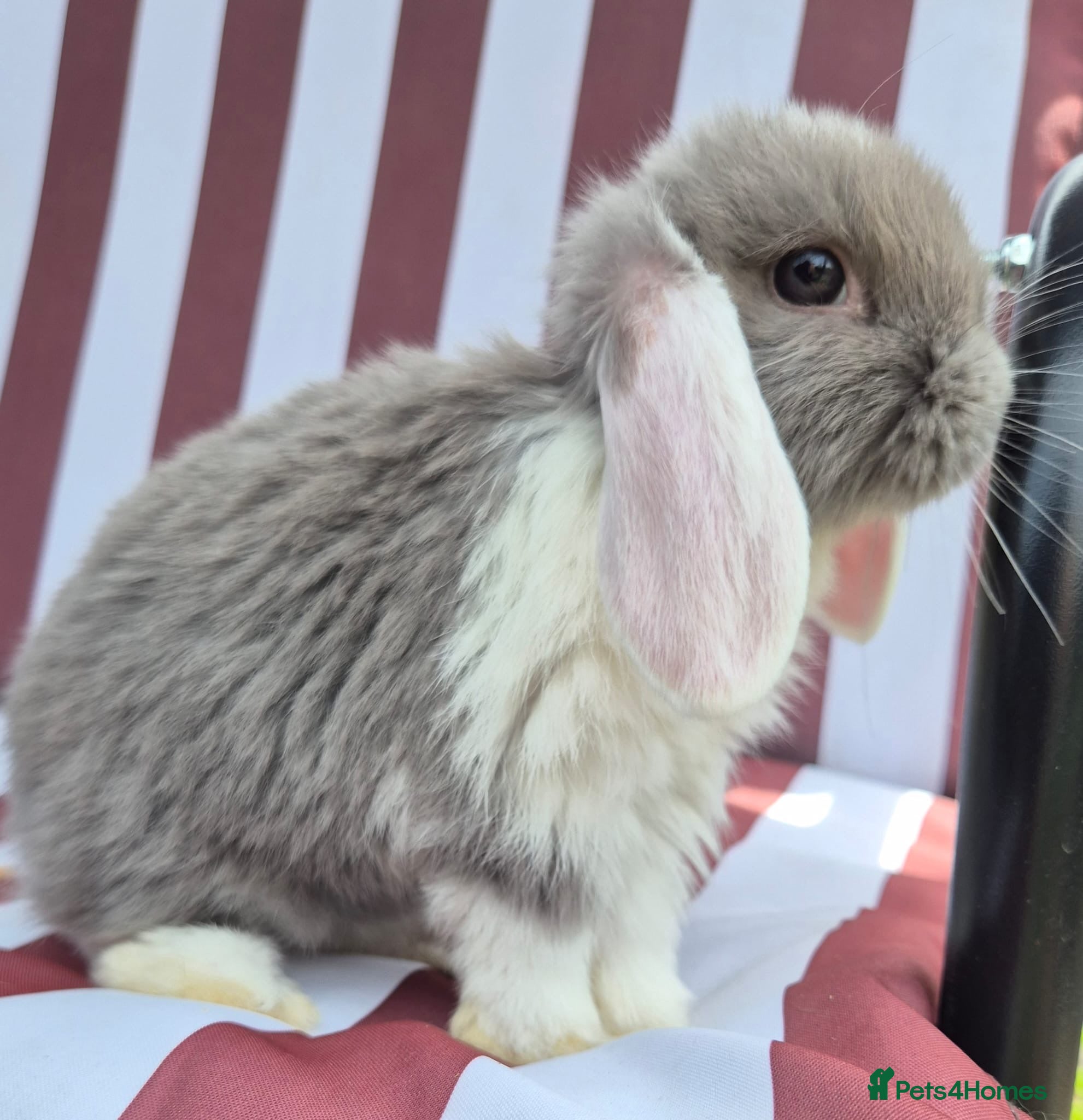 Mini Lop rabbits Mini lops does and bucks ready to leave Monday  - Advert 2