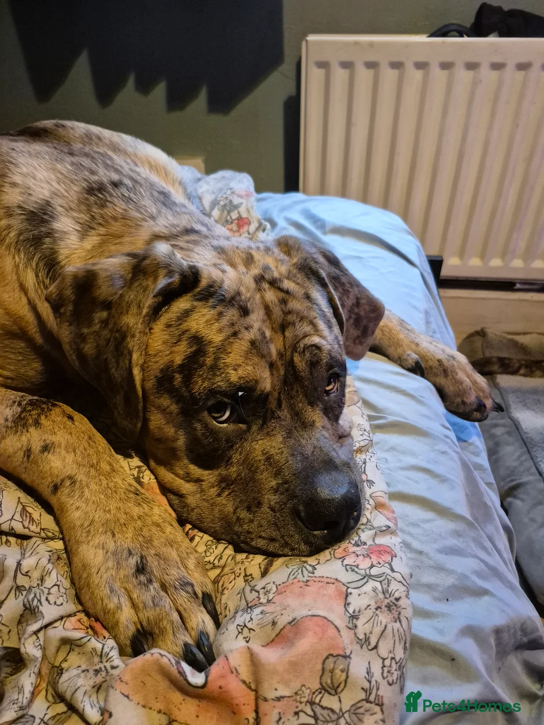 Mastiff dogs for sale: Bentley - Advert 3