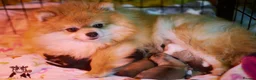 Pomeranian dogs for sale: KC registered pomeranian puppies - 4 girls  - Advert 17